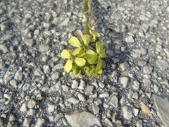 Enarthrocarpus arcuatus