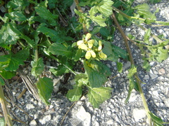 Enarthrocarpus arcuatus