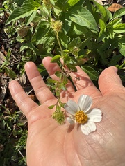 Bidens alba