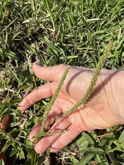 Plantago virginica