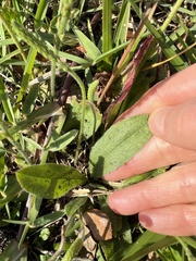 Plantago virginica
