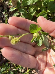 Bidens alba