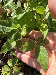 Bidens alba