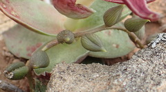 Curio radicans