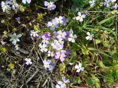 Malcolmia maritima
