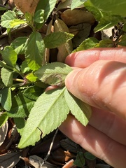 Bidens alba