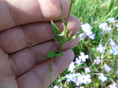 Malcolmia maritima