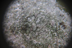 Lecanora