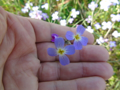 Malcolmia maritima
