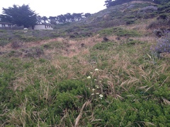 Erysimum franciscanum