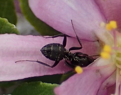 Camponotus niveosetosus