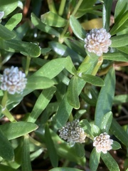 Blutaparon vermiculare