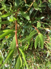 Blutaparon vermiculare