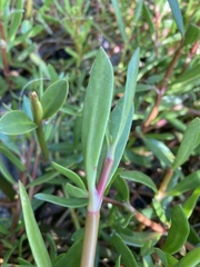 Blutaparon vermiculare