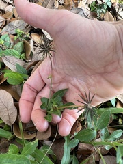 Bidens alba
