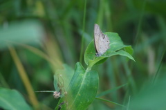 Cissia phronius