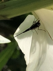 Electrostrymon angerona