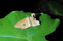 Krananda falcata