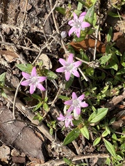 Richardia grandiflora