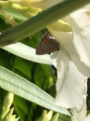 Electrostrymon angerona