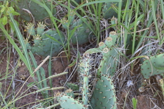 Opuntia mackensenii