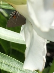 Electrostrymon angerona