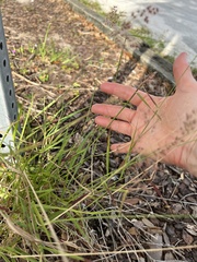 Melinis repens