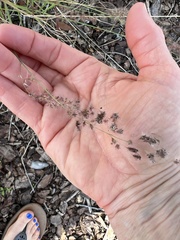 Melinis repens