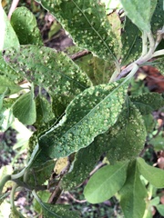 Eriophyes plucheae