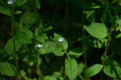Thyrocarpus glochidiatus