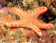 Pentagonaster duebeni