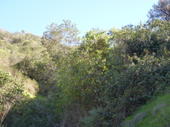 Dendromecon harfordii