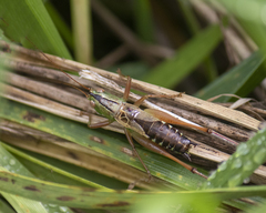 Conocephalus semivittatus