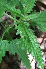 Urtica incisa