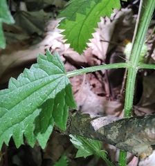 Urtica incisa