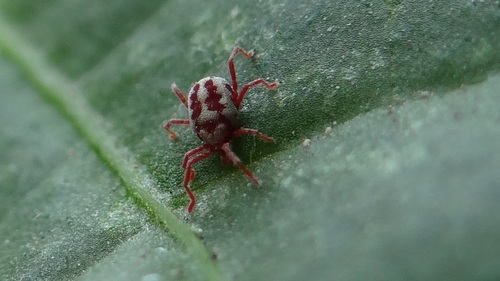 Balaustium leanderi