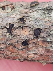 Thyrostroma ulmicola