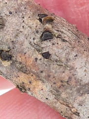 Thyrostroma ulmicola