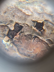 Thyrostroma ulmicola