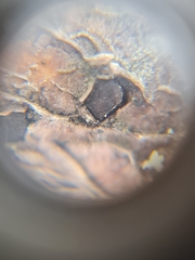 Thyrostroma ulmicola