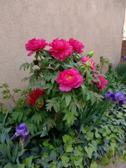 Paeonia × suffruticosa