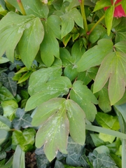 Paeonia × suffruticosa