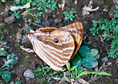 Amathusia phidippus