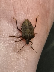 Halyomorpha halys