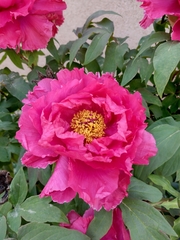 Paeonia × suffruticosa