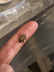 Halyomorpha halys