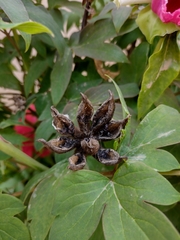 Paeonia × suffruticosa