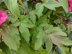 Paeonia × suffruticosa