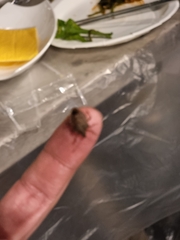 Halyomorpha halys