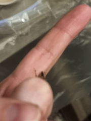 Halyomorpha halys